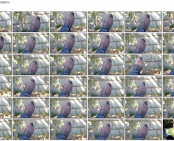 Ů�����ڲݵ�����������ȿ��� �� ˿ �� 720p